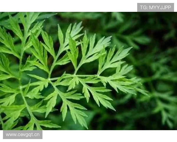 博鱼体育平台优惠活动促销方案及参与技巧分享 博鱼体育平台优惠活动促销方案及参与技巧分享