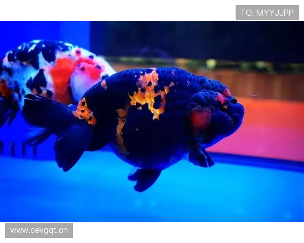 博鱼官方网站优惠活动及赠彩金详细方案推荐